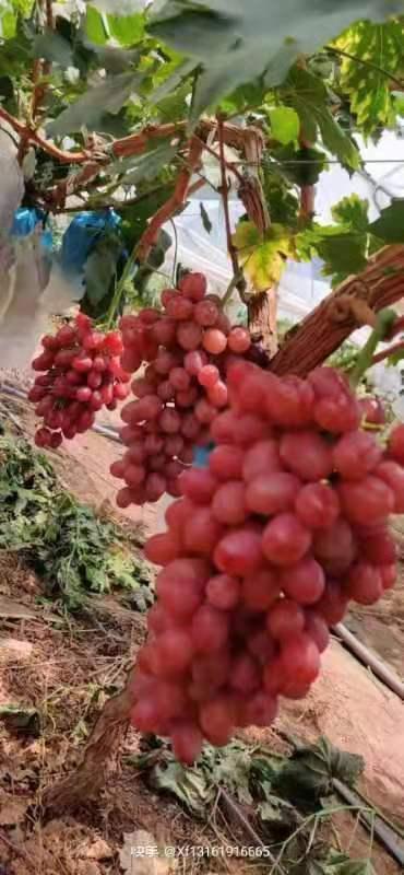 博凯苗木  常年供应5公分阳光玫瑰甜葡萄苗金手指葡萄苗当年结果