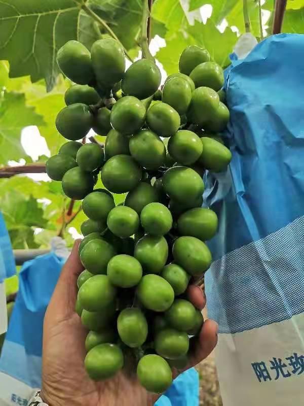 博凯苗木  生产商5公分阳光玫瑰甜葡萄苗金手指葡萄苗包成活