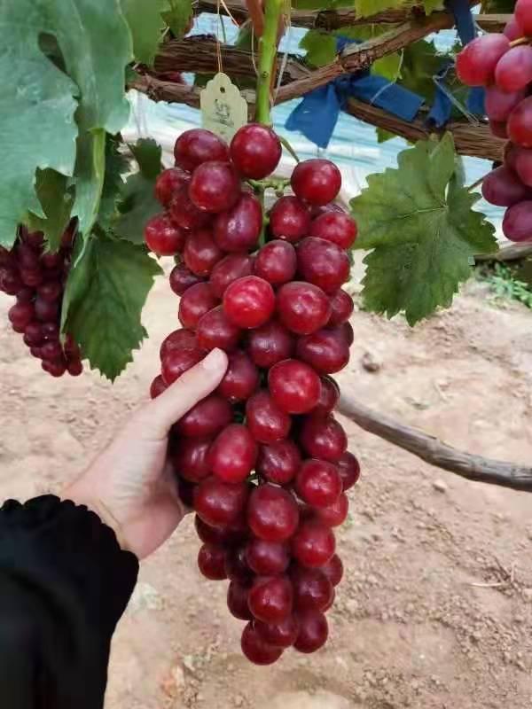 博凯苗木  常年供应5公分阳光玫瑰甜葡萄苗金手指葡萄苗当年结果