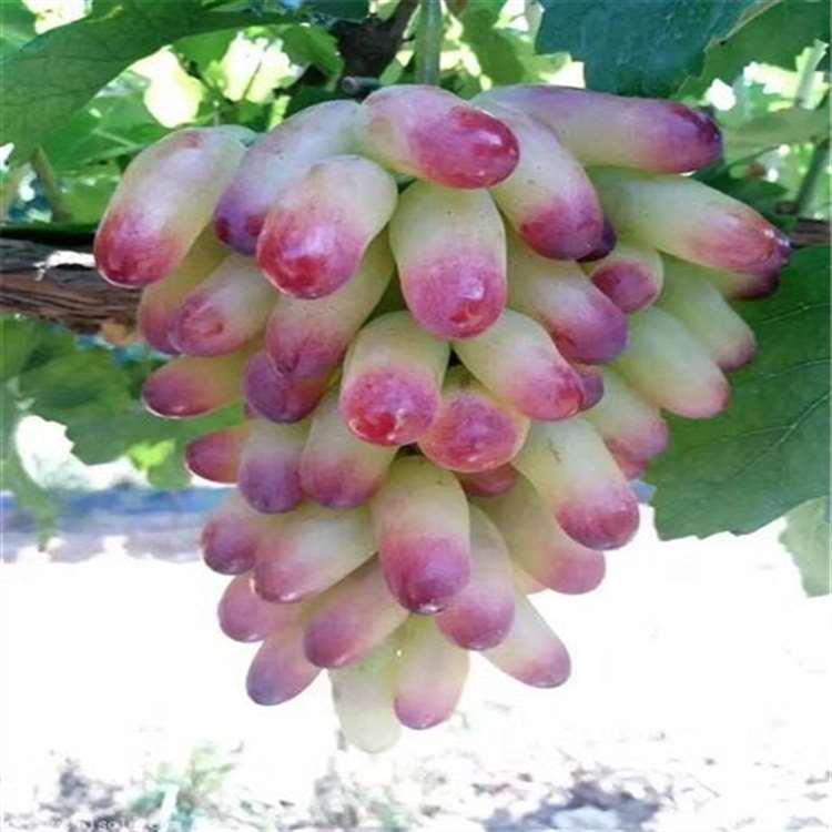 博松苗木 葡萄苗品种齐全 提子葡萄苗 克伦生葡萄苗价位 冰美人葡萄苗价格表