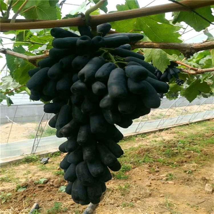 博松苗木 葡萄苗品种齐全 巨盛一号葡萄苗 茉莉香葡萄苗基地 早峰葡萄苗供应