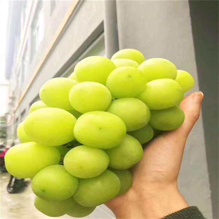 批发甜蜜蓝宝石葡萄苗 阳光玫瑰葡萄苗价格表 推荐种植