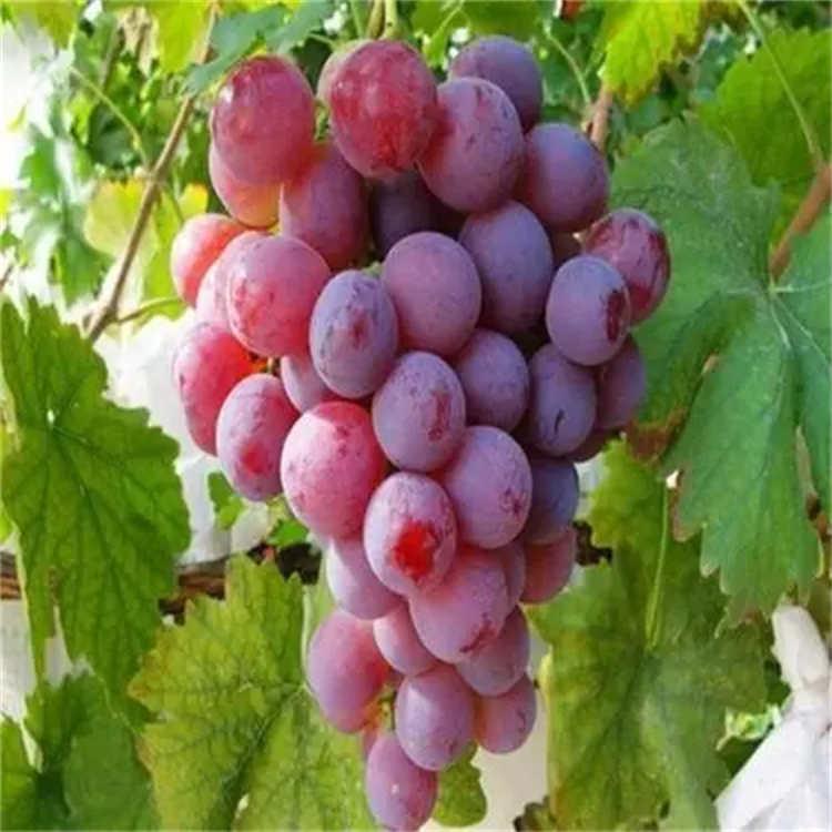 红提葡萄苗 葡萄苗批发 精品红提葡萄苗厂家