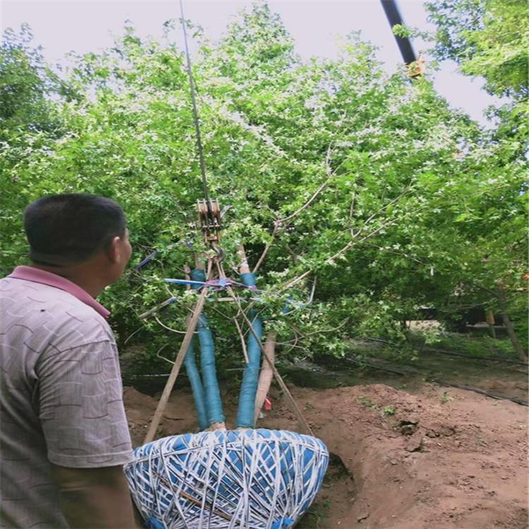 现货直销工程绿化苗五角枫 10-15米丛生五角枫 大规格速生五角枫质量可靠