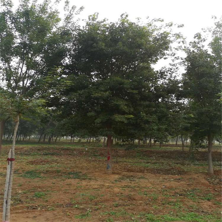 常年销售五角枫工程树 10公分五角枫 五角枫绿化树