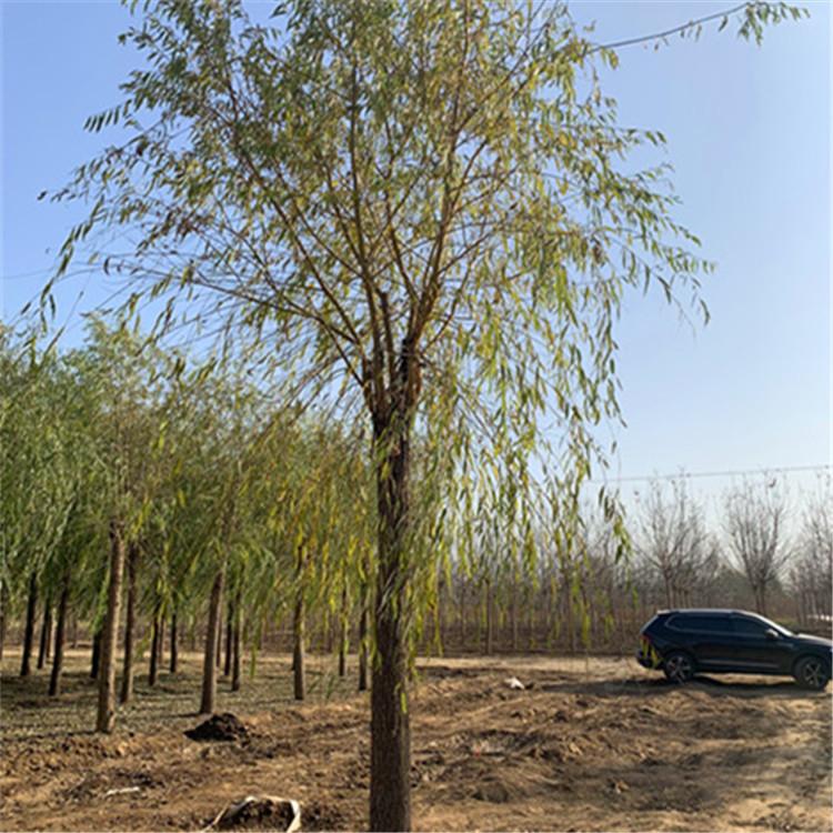 旱柳 速生柳 柳树6公分价格8公分柳树价格10公分柳树价格