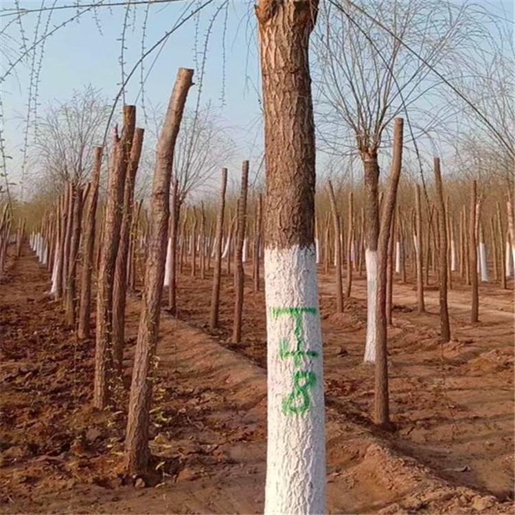 垂柳 15公分柳树出售 苗圃直销垂柳柳树 柳树现货供应 保定柳树厂家