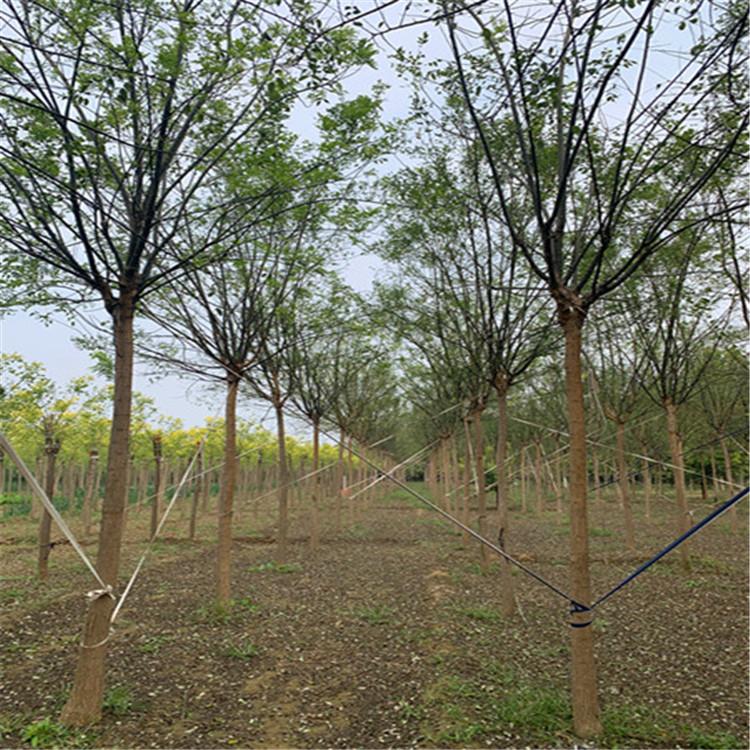 8-12公分金枝国槐价格 国槐树基地报价 国槐树直销