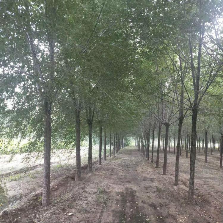 11公分金枝国槐河北金枝国槐价格