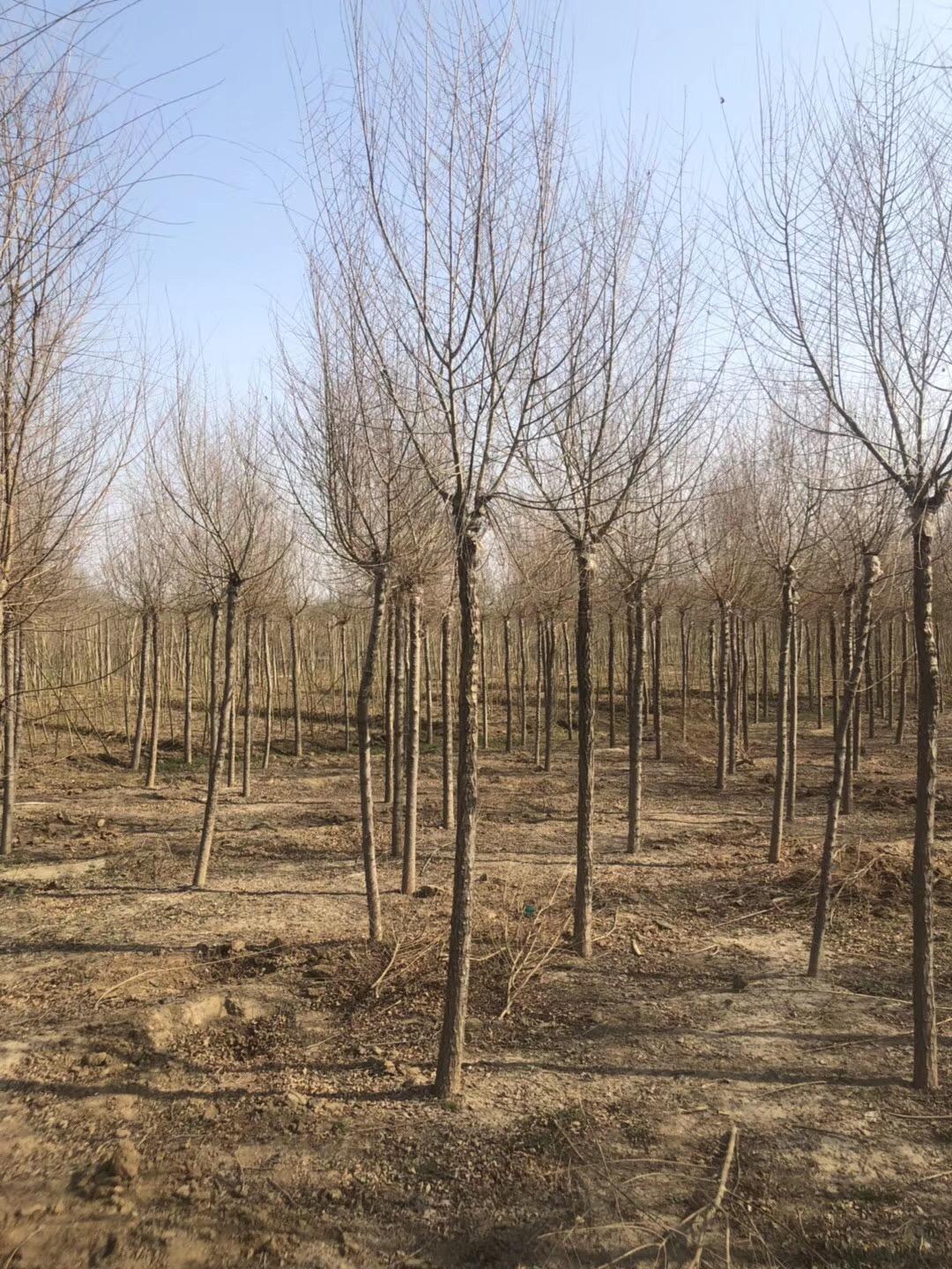 12公分金叶榆价格-12公分金叶榆厂家种植基地 金叶榆直销