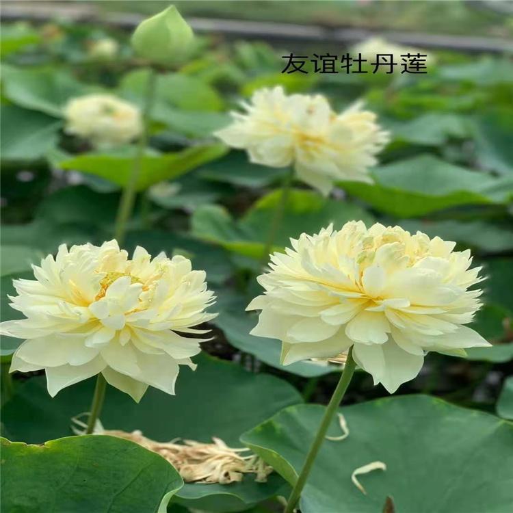 基地直销精品荷花苗 精品荷花苗水生荷花 荷花苗