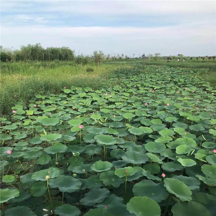 各种品种荷花 园林公园水体绿化花卉 水生挺水植物荷花苗 池塘观赏荷花