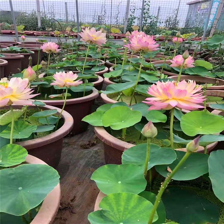 盆栽荷花 荷花苗批发 耐寒盆栽荷花 绿化美观净化园林种植