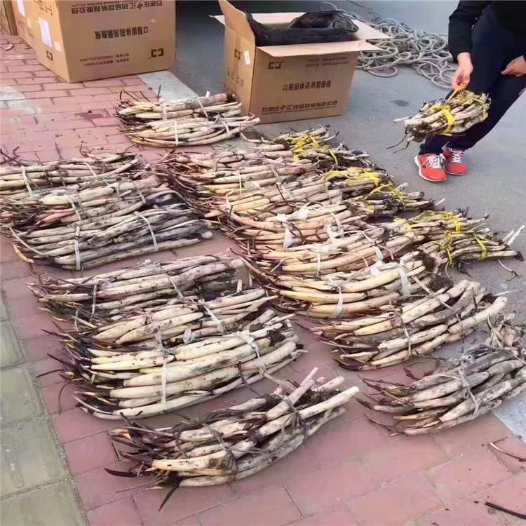 莲藕苗 荷花苗园林多年育苗经验 耐寒易成活 可上门安装
