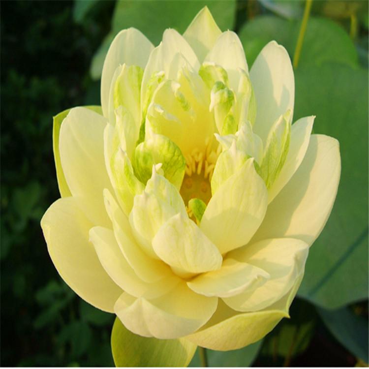 基地大量供应荷花 荷花苗 荷花批发基地