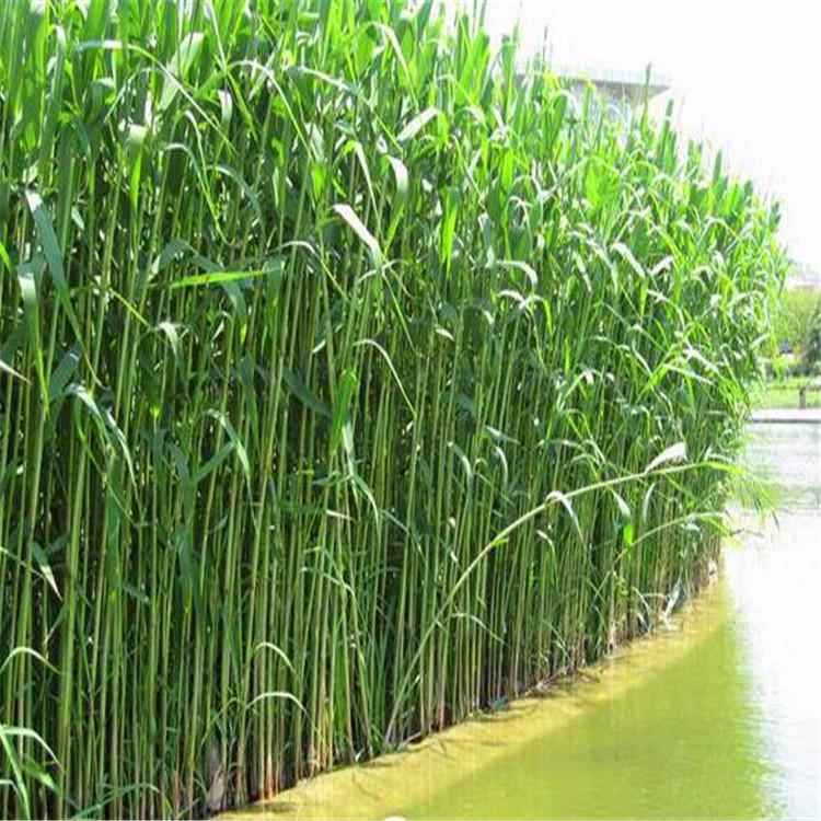 芦苇苗供应 盆栽苗 宿根苗 每株3-8芽高耐寒芦苇种苗