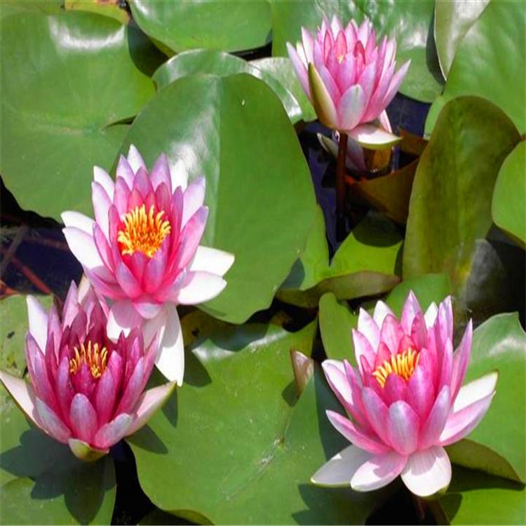 20cm莲花睡莲 水生植物盆栽睡莲苗 耐冻耐寒 润莲园林水生