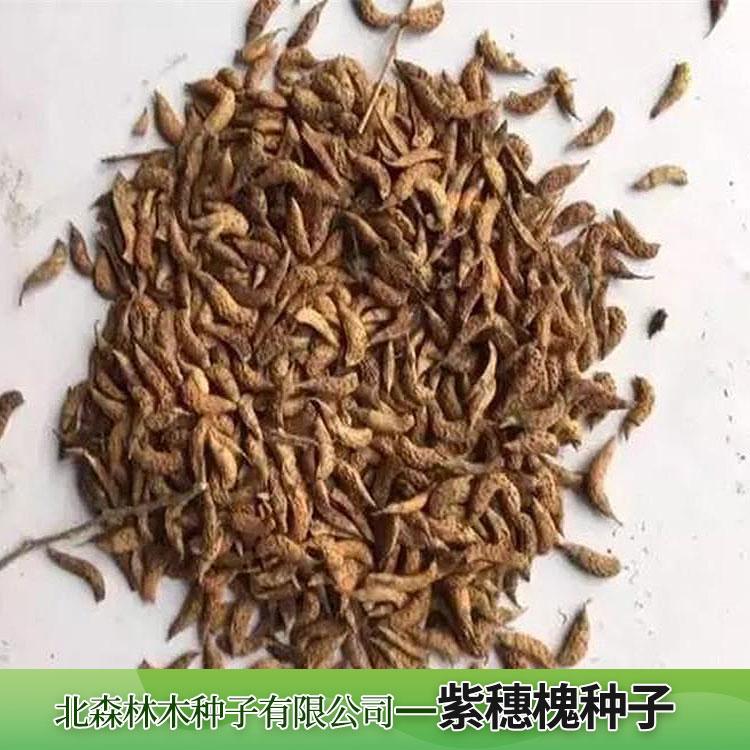 紫穗槐种子花草种子园林绿化植被恢复 