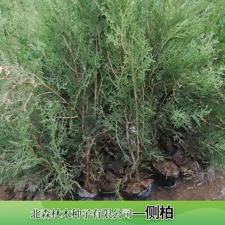 侧柏价格 基地批发 绿化苗侧柏