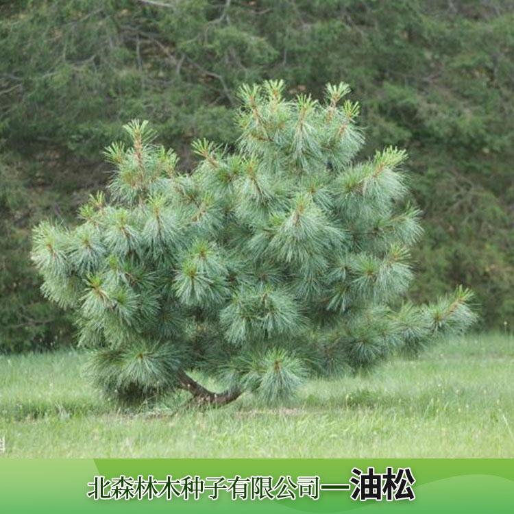 河北油松批发直销