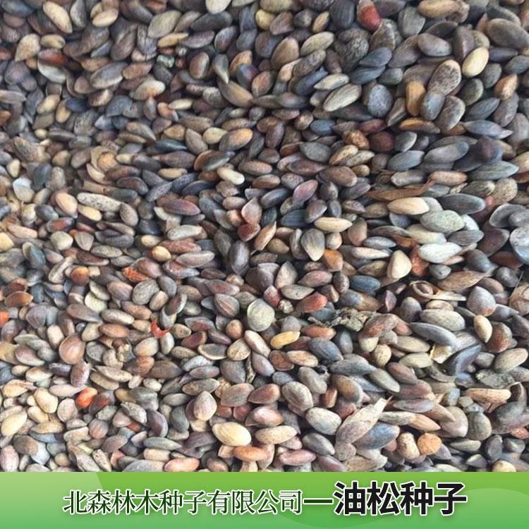 油松种子 城市园林观赏常青树 油松种子 植株深根性耐瘠薄