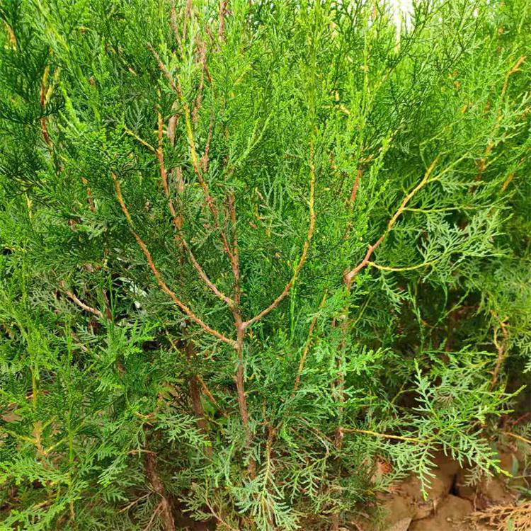 侧柏杯苗 石家庄厂家批发培育