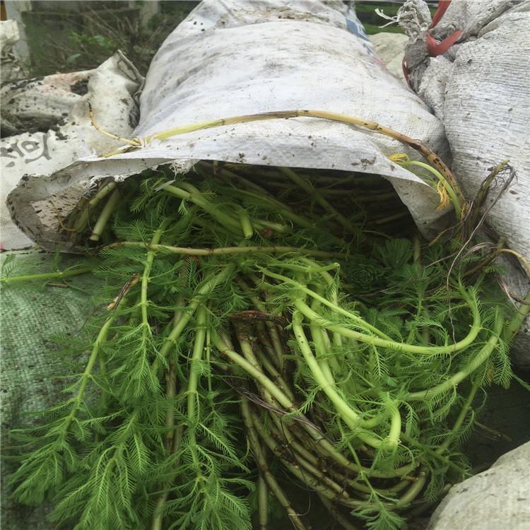 厂家直销 沉水植物 金鱼藻 黑藻 狐尾藻 