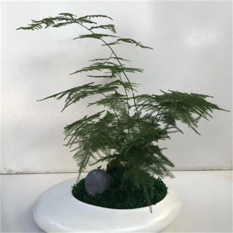 香花槐 耐寒抗旱 适应性强 公园街道绿化树种香花槐小树苗