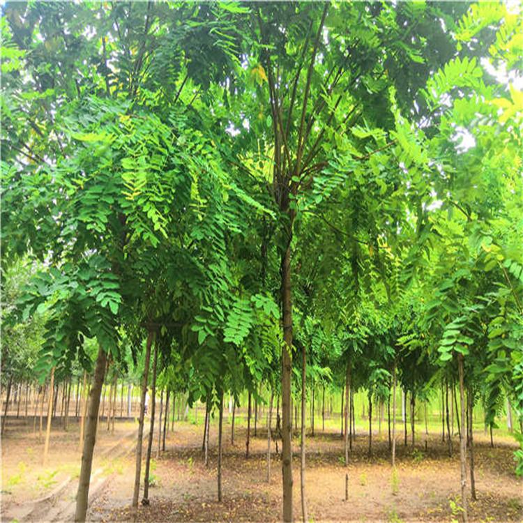 春季苗圃批发开花大乔木 嫁接香花槐 红花刺槐