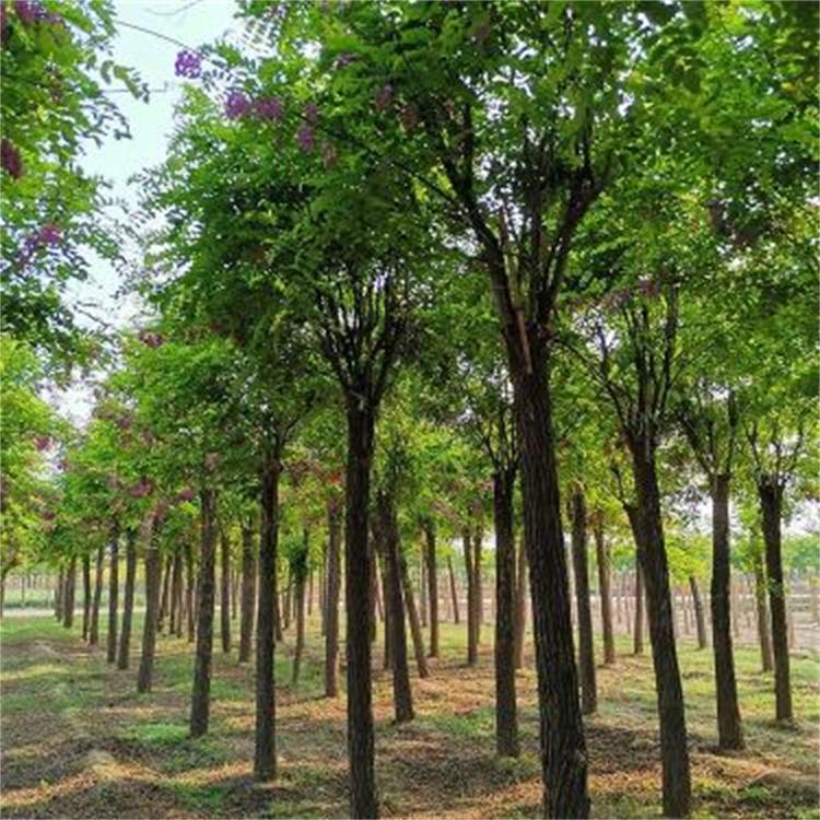 香花槐 现货销售树苗 彩叶苗木种植基地