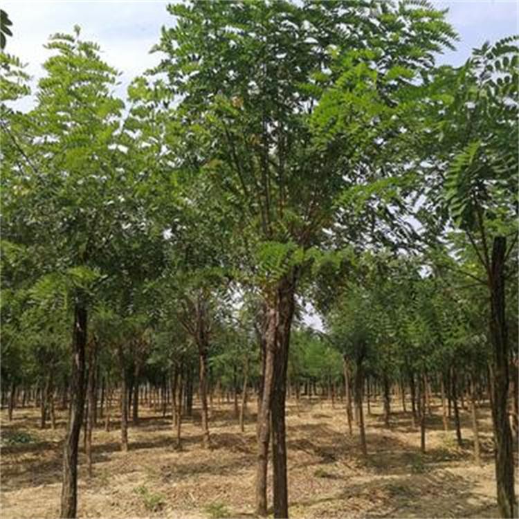 园林绿化香花槐 适应性强 八公分嫁接香花槐 常年供应