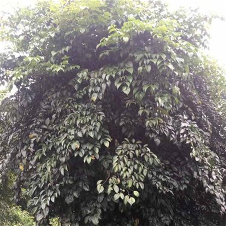 出售香花槐树苗 绿化工程苗木 红花槐