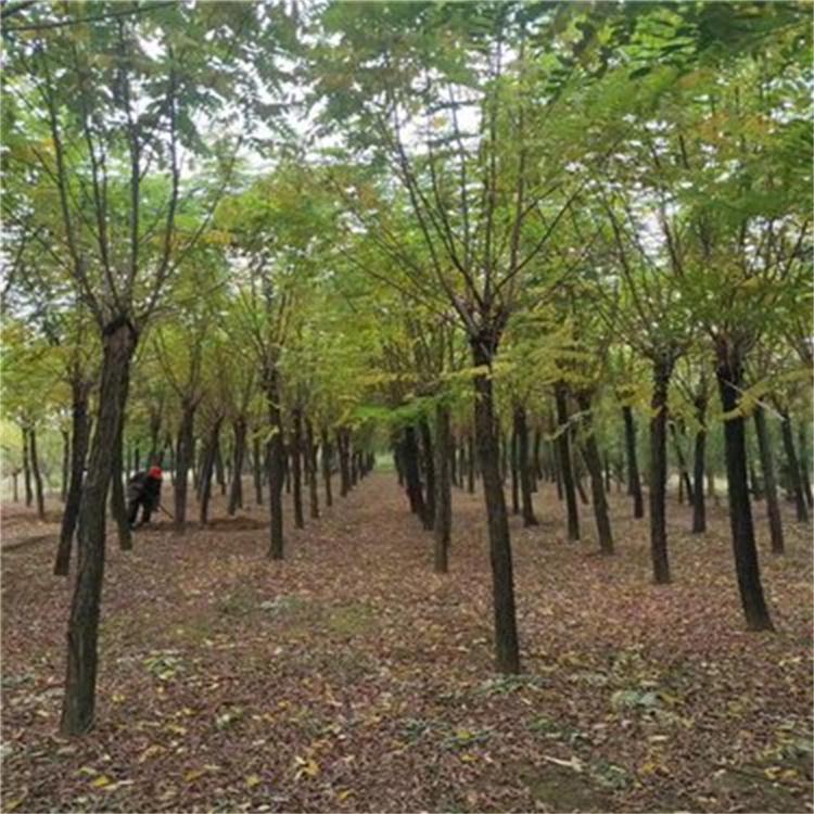 香花槐 绿化香花树种 街道花坛美化苗木