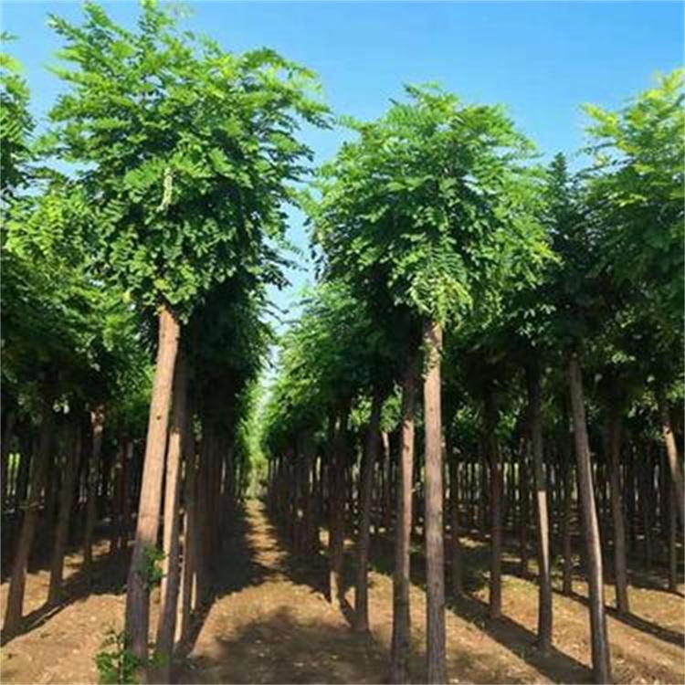 香花槐 行道风景树 树形优美 树直干 8公分