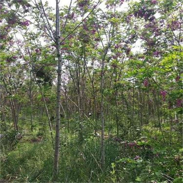 苗圃直销国槐批发垂槐龙爪槐各种规格香花槐基地