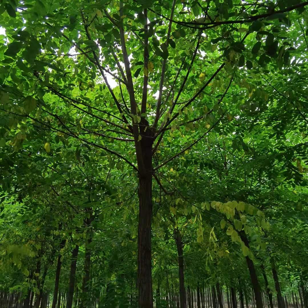 刺槐5公分 基地刺槐树苗 现挖现卖 刺槐树价格