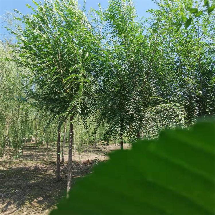 榆树  榆树苗厂家批发 榆树价格 春榆 白榆苗基直发