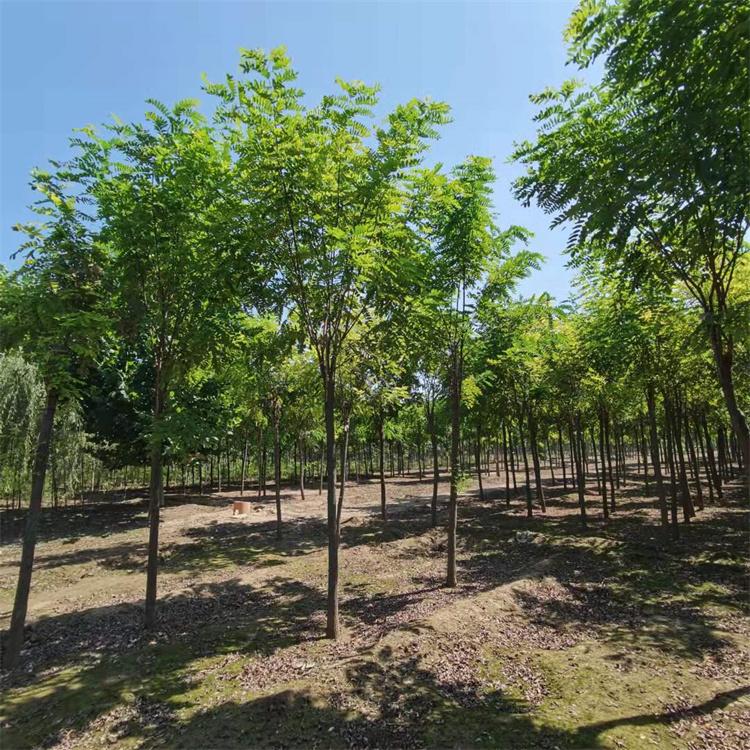 香花槐 嫁接香花槐价格 香花槐苗圃基地 规格齐全