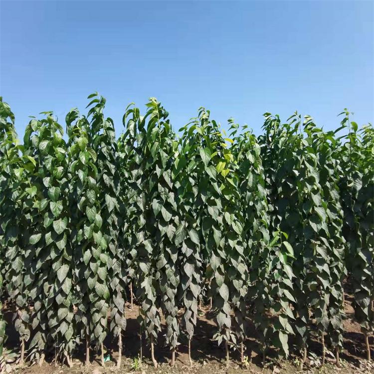 杜仲批发价格 杜仲园林工程 杜仲苗木基地 常年供应杜仲