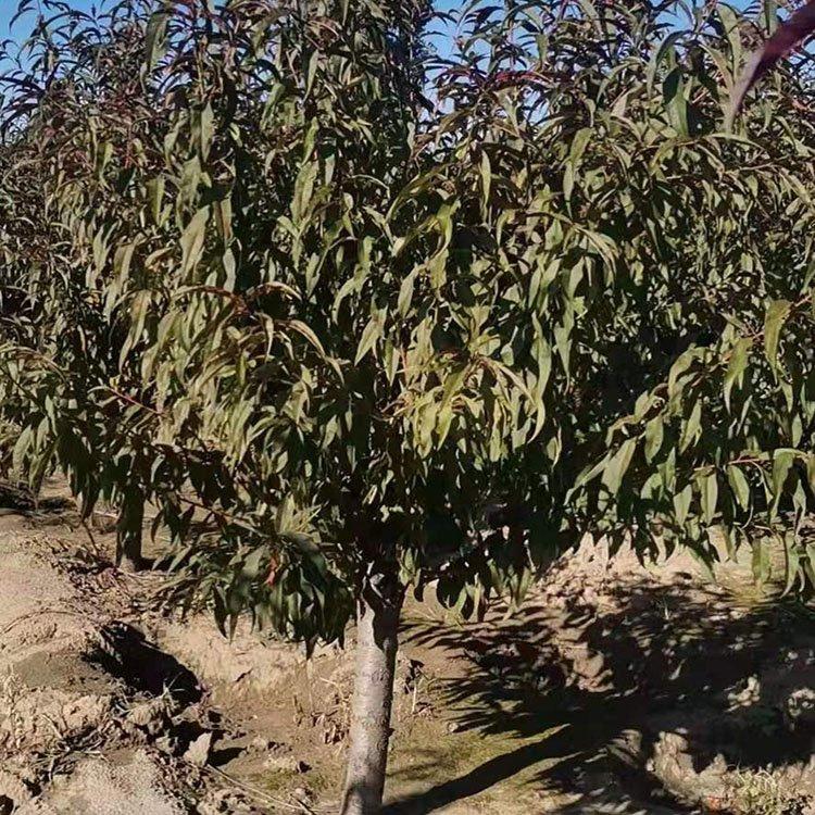 碧桃批发基地 碧桃出售价格 碧桃供货商