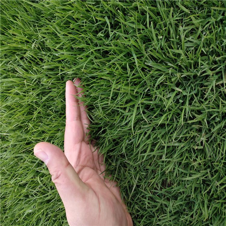 山西早熟禾草坪高羊茅草坪