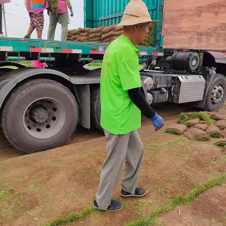 公园种植绿化草皮 别墅球场草坪 早熟禾草坪批发 混播草草坪基地
