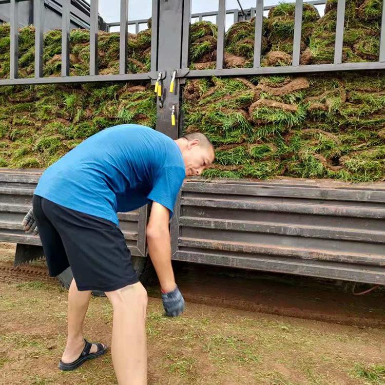 公园种植绿化草皮 四季青草坪 翦股颖草坪 早熟禾草坪种苗