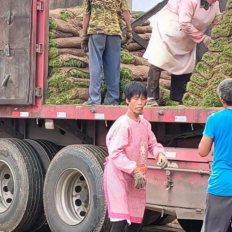 麦冬草坪 早熟禾草坪基地直销 混播草皮价格 早熟禾草坪种植