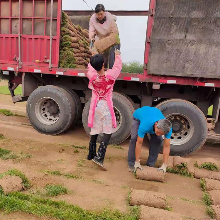 马尼拉草坪 高尔夫球场草坪 草籽销售 早熟禾草坪种苗