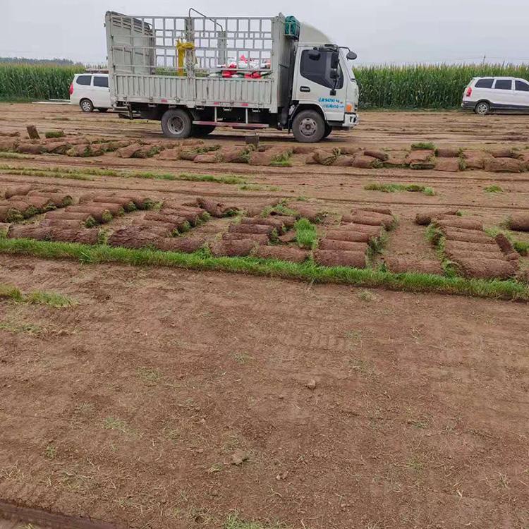 麦冬草坪 耐寒草坪供应 混播草皮价格 道路草坪绿化施工