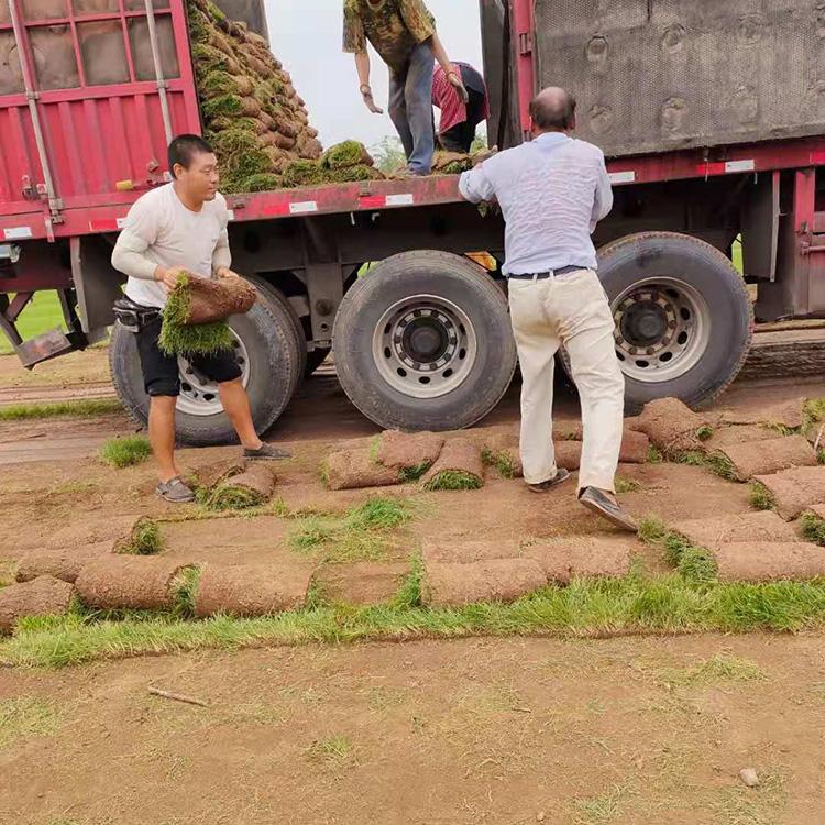 麦冬草坪 四季青草坪 翦股颖草坪 高羊茅草坪