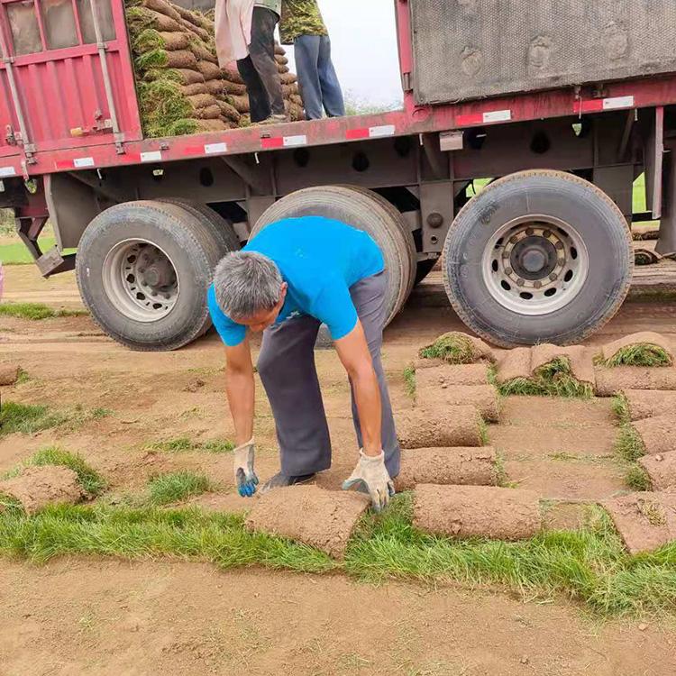 麦冬草坪 别墅球场草坪 草籽销售 学校草坪绿化