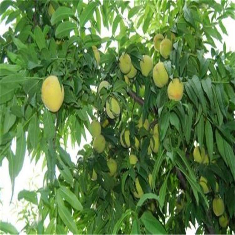 脱毒苹果苗 苹果苗基地 价格优惠