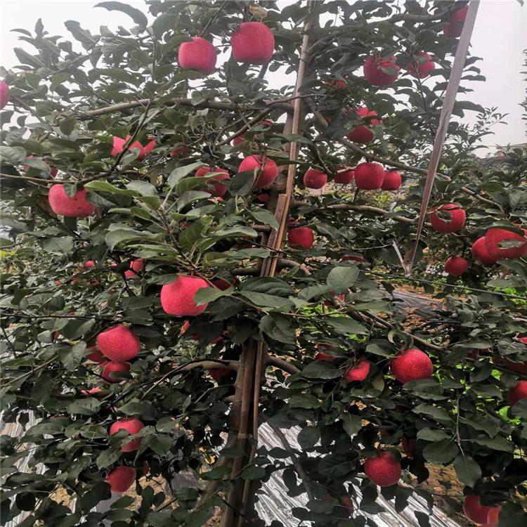 脱毒苹果苗 苹果苗基地 价格优惠
